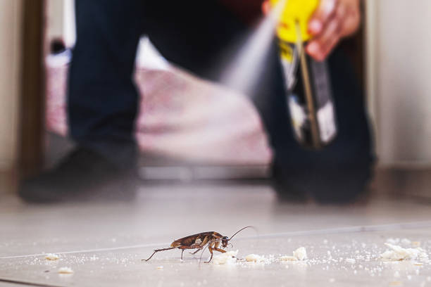 Best Flea Control Services  in Piedmont, CA